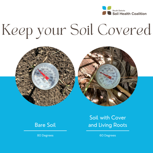 Juicy buttermilk chicken with a crunchy breading $7.99